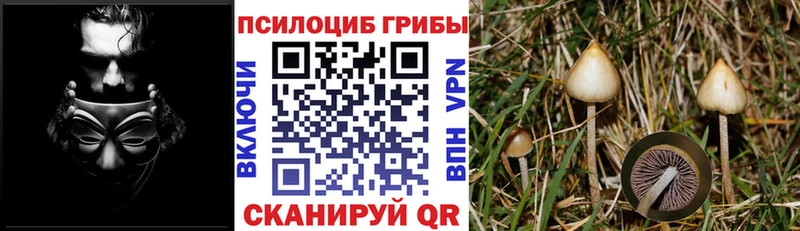 Галлюциногенные грибы Psilocybe  купить наркотик  Сафоново 